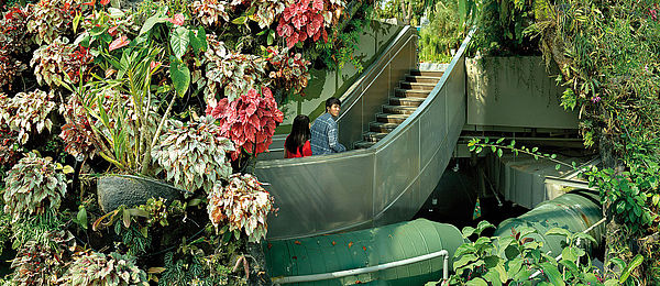 The photo shows lushly sprawling plants in a huge greenhouse. Two people are moving through the greenery on a staircase.
