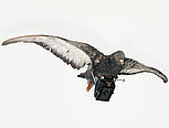 Die Brieftauben-Kamera wird im Einsatz gezeigt: Es ist eine schwarze Kastenkamera mit Objektiv, die von einem Tierpräparat einer Brieftaube im Flug getragen wird.