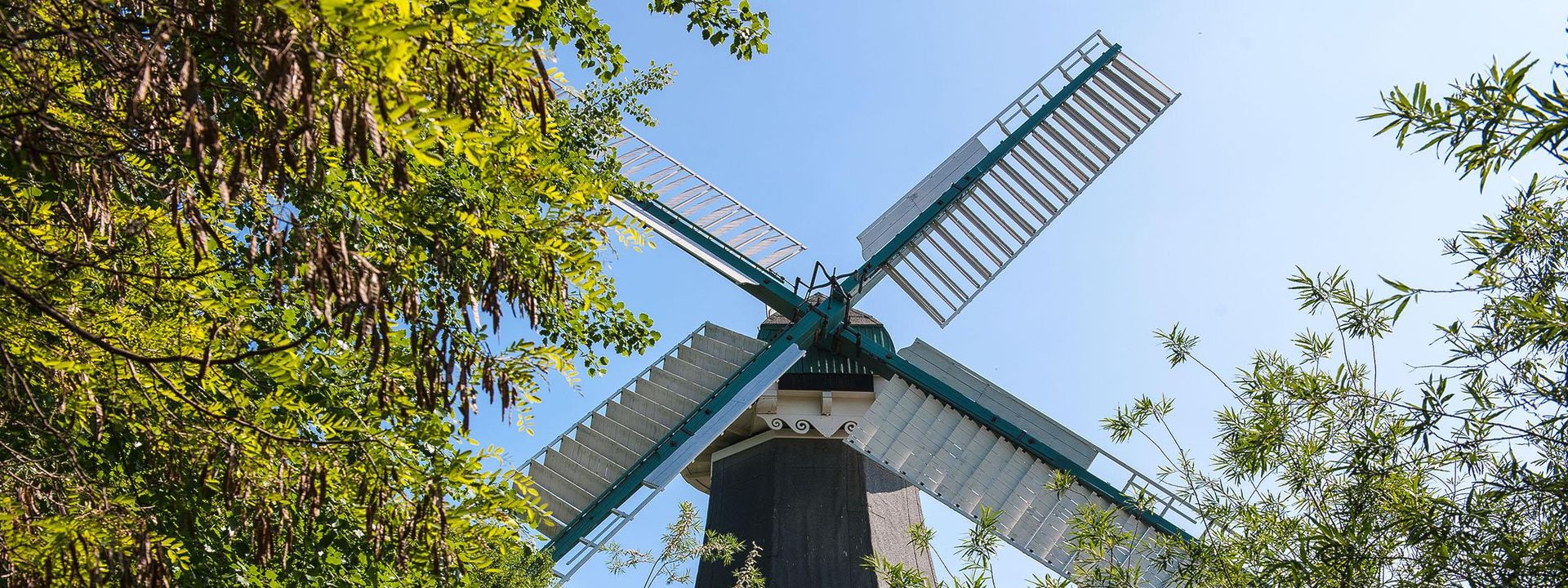 Kappe und ausladende Flügel einer Holländermühle zwischen grünen Baumwipfeln. 