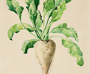 Die Zeichnung einer bräunlichen Zuckerrübe mit grünen Blättern. Darunter steht der Schriftzug: "Zuckerrübe. N-Richtung"