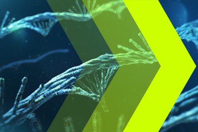 Three yellow arrows of varying opacity in front of blue mRNA molecules.
