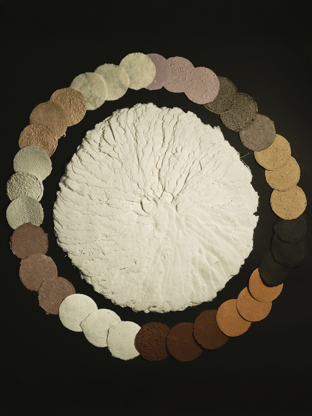 Das Kunstwerk Agaricales album zeigt die Unterseite eines weißen Lamellenpilzes. Die farbigen Pilz-Papiere bestehen aus unterschiedlichen Pilzarten.