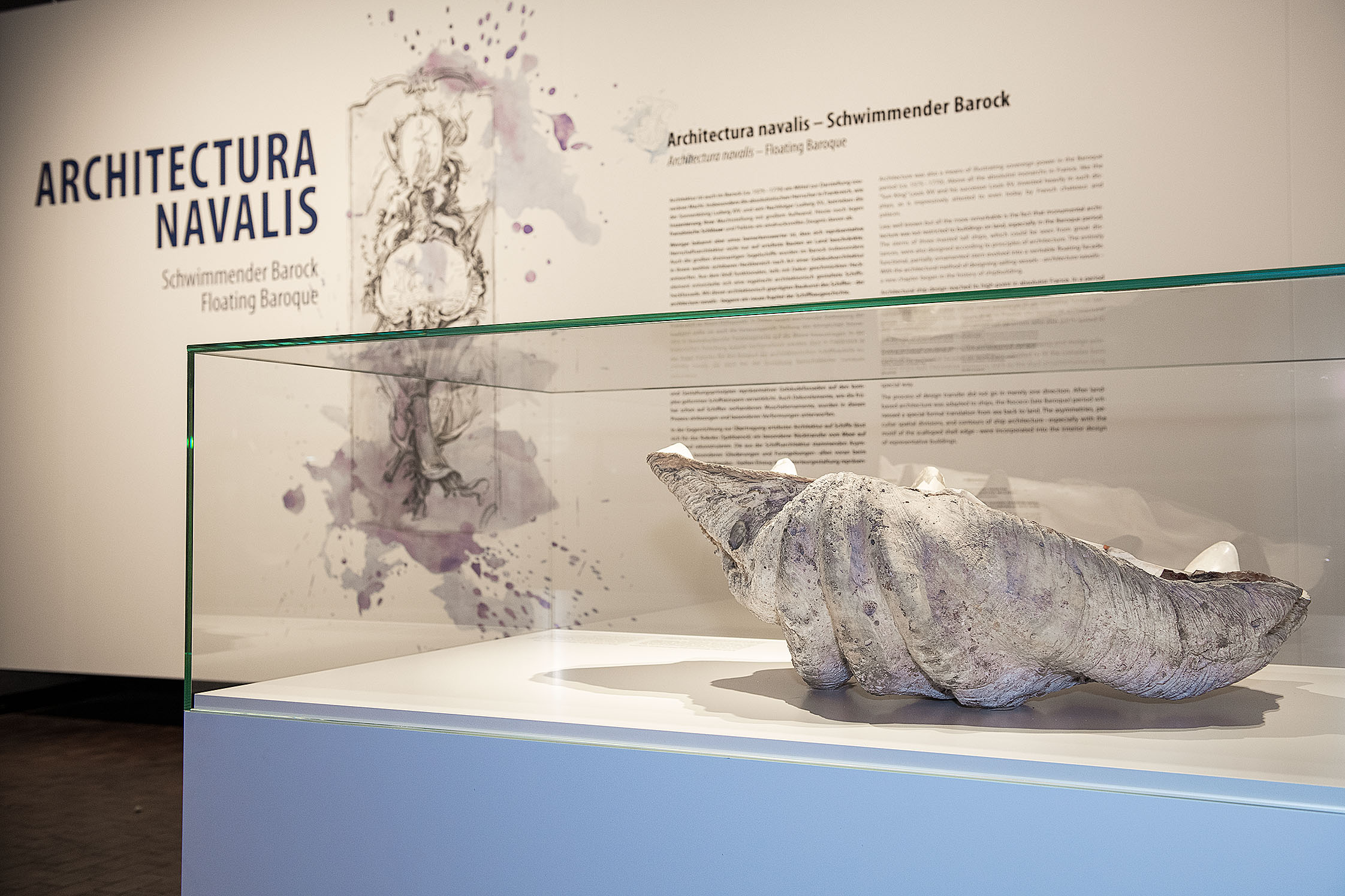 Blick in die Sonderausstellung: Im Vordergrund eine Vitrine mit einer Riesenmuschel, im Hintergrund eine Texttafel mit der Zeichnung eines barocken Schiffshecks und dem Titel „Architectura navalis“.