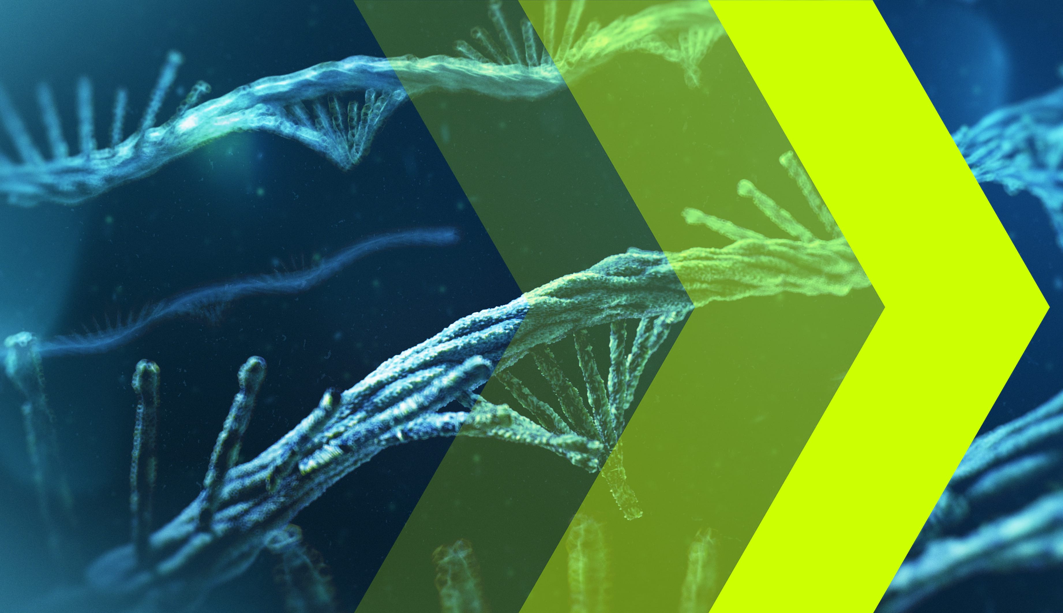 Drei gelbe Pfeile mit unterschiedlicher Transparenz vor blauen mRNA-Molekülen.