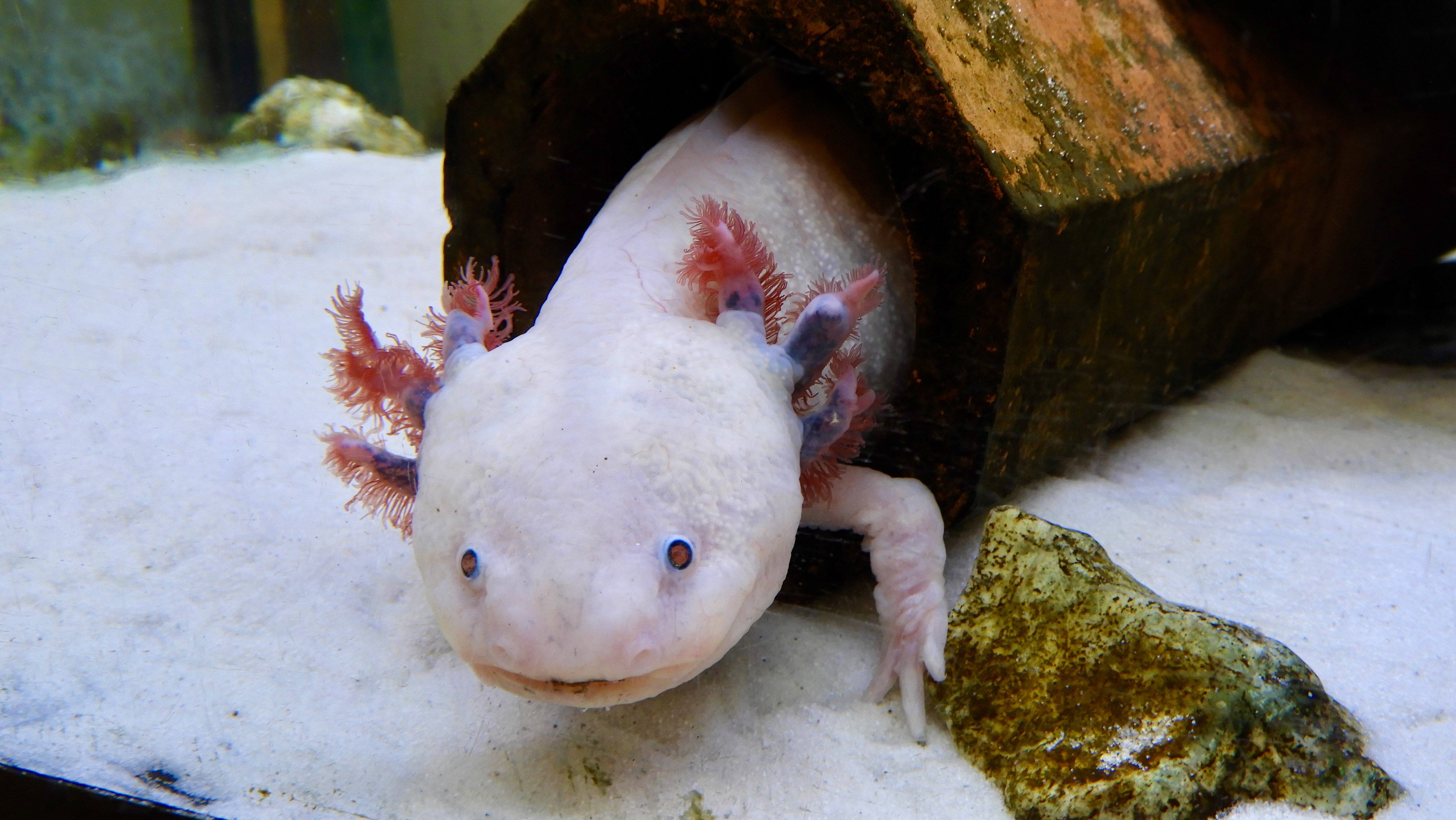 The picture shows a white amphibian with red-purple gills in an aquarium, with white sand beneath it. 